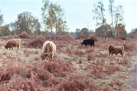 Photo:Highland cattle grazing Hothfield Heathlands