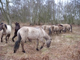 Photo:Konik ponies grazing Hothfield Heathlands